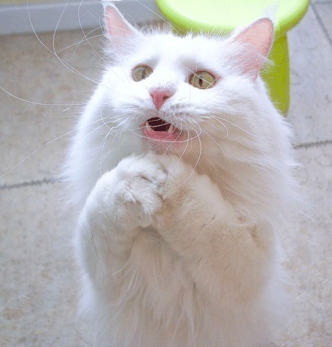 кошка