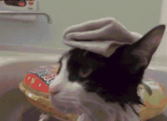 гифки-собакен-улыбка-утка-360110