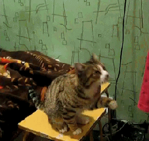 гифки-песочница-котёнок-мимими-594334