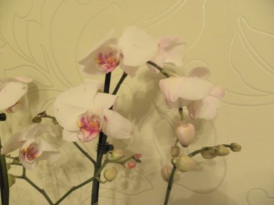 DSCN1713