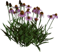 Без имени