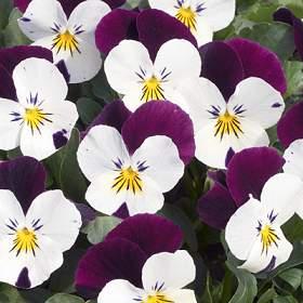 1293713184_fialka_3cvetnaya2