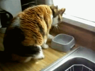 1363278540_1878361404