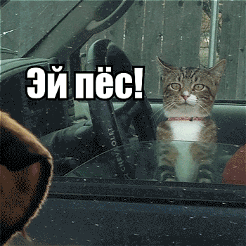 %D0%B4%D0%B5%D1%80%D0%B7%D0%BA%D0%B8%D0%B9-%D0%BA%D0%BE%D1%82-%D0%B3%D0%B8%D1%84%D0%BA%D0%B8-%D0%BF%