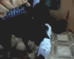 3Who whom- white cat or black dog