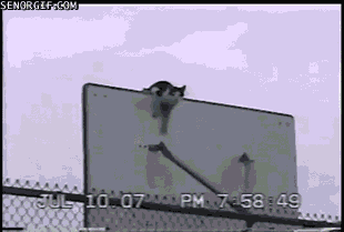 гифки-котэ-спортсмен-613892