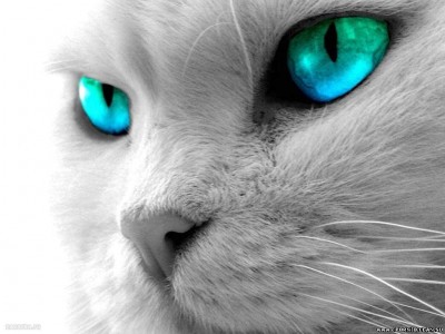 котик