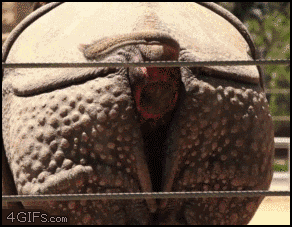 nosorog_navalil_kirpichei_yapfiles.ru