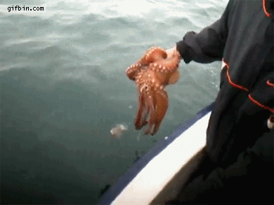 гифки-осьминог-побледнел-620195