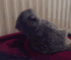 гифки-забавный-сурикат-622195