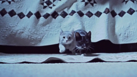 гифки-котэ-625221