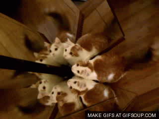 gif-котэ-калейдоскоп-623822