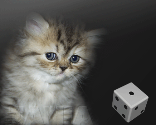 Без-имени-2кот