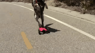 гифки-собака-песочница-самокат-629399