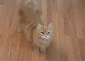 гифки-котэ-630461