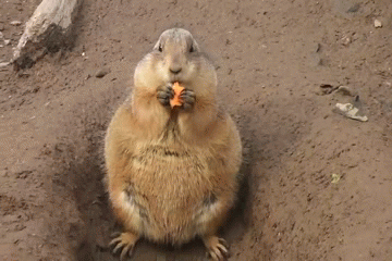 Морковкоед