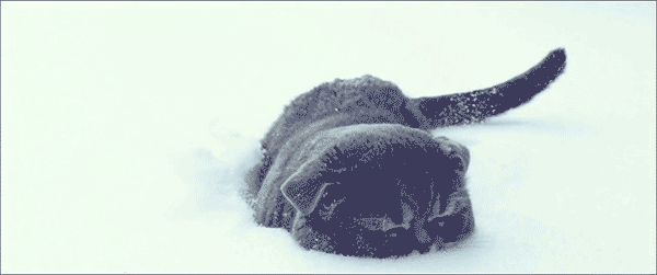 гифки-котэ-400449