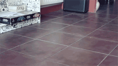 покемон-барсик-я-вызываю-тебя-мой-хозяин--долбоёб-котэ-