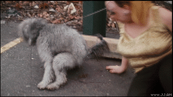 гифки-песочница-какашки-собака-90567