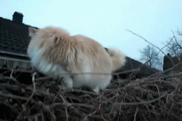 Домашний лев