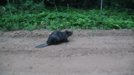 Это моя территория!