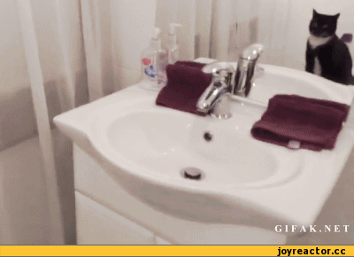 гифки-котэ-песочница-640987