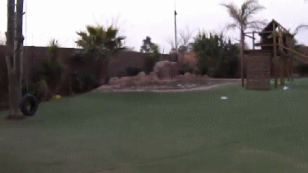 гифки-домашний-тигр-обед-внезапно-644995