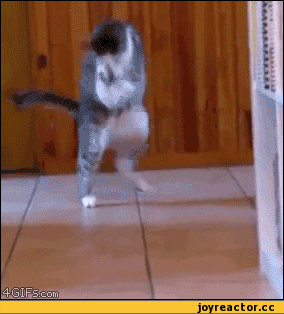 гифки-котэ-животные-233929