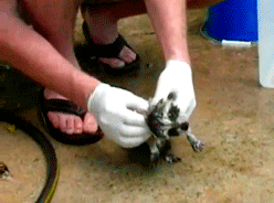 гифки-крошка-енот-654242