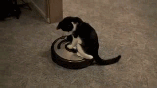 kot_kataetsja_na_pylesose_e92bc0ce534947fb9fc679c0e5bc1a87