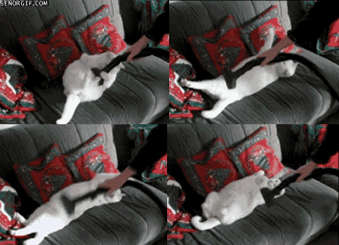 гифки-котэ-пылесос-песочница-282807