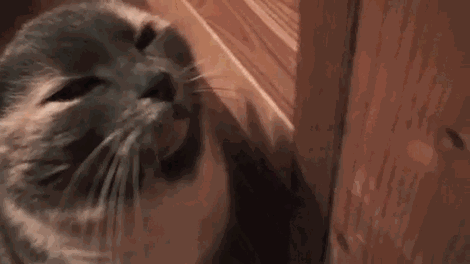 гифки-кот-assuming-direct-control-655427