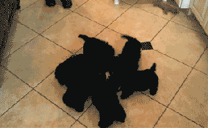 1366268424_499771024