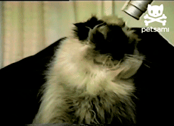 котэ-гифки-межгалактические-высасыватели-мозга-655553