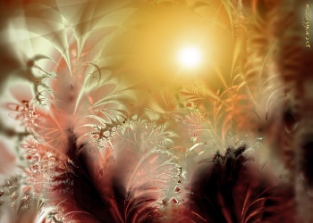 Ferns_in_the_Sunlight_Wallpaper_0ncjf