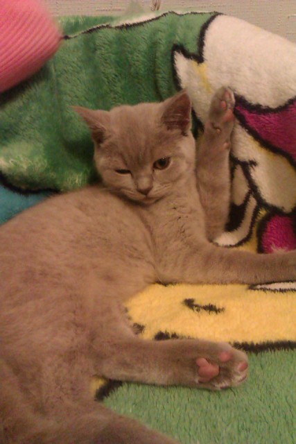 Моя Василиса !