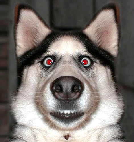 dog