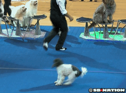 Собакен кувырки выставка