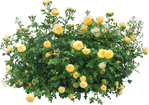 455