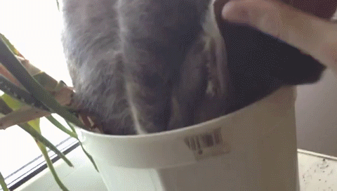 котэ-гифки-Решил-вздремнуть-667046