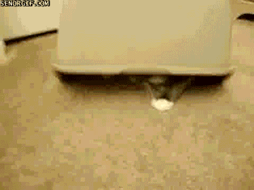 1367164686_476864615