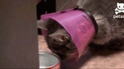 кот-гифки-закупорило-670064