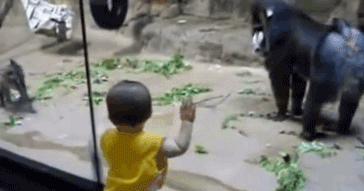 гифки-обезьяна-685229