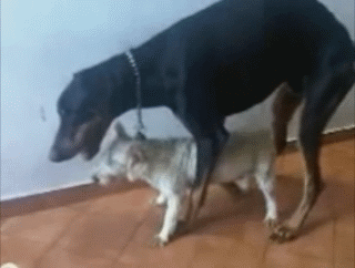 собаки ебутся