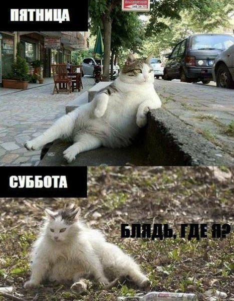 кошара - копия