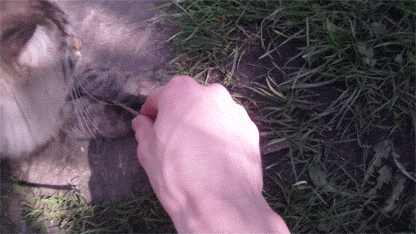 котэ-гифки-песочница-693713