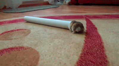 1368768571_1913123930