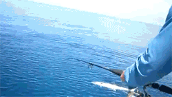 1368433507_gifs_25