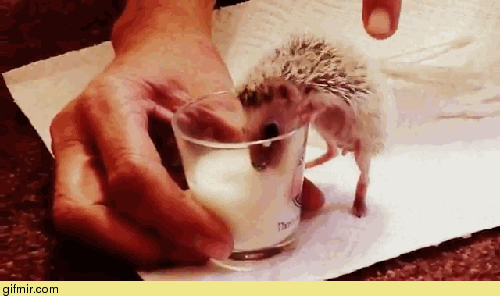 гифки-ежик-милота-693663