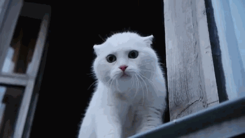 гифки-котэ-706258